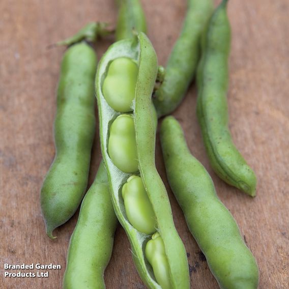 Broad Bean 'Robin Hood' - Seeds