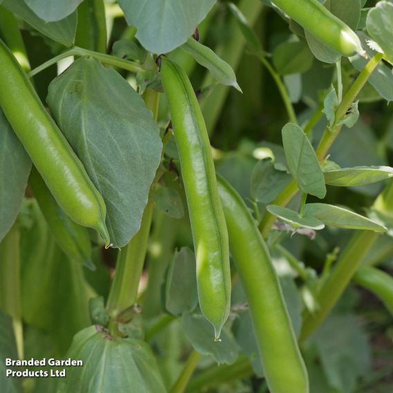 Broad Bean 'The Sutton' - Pollinators Seeds