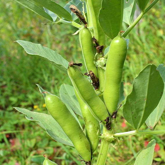 Broad Bean 'The Sutton' - Pollinators Seeds