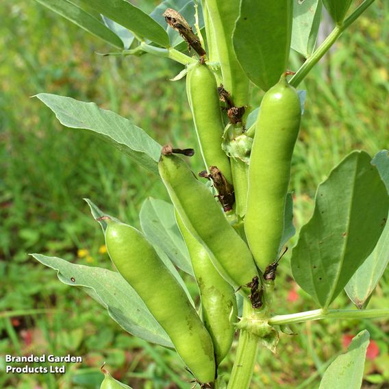 Broad Bean 'The Sutton'