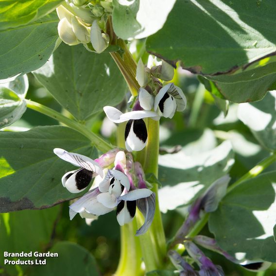 Broad Bean 'The Sutton'