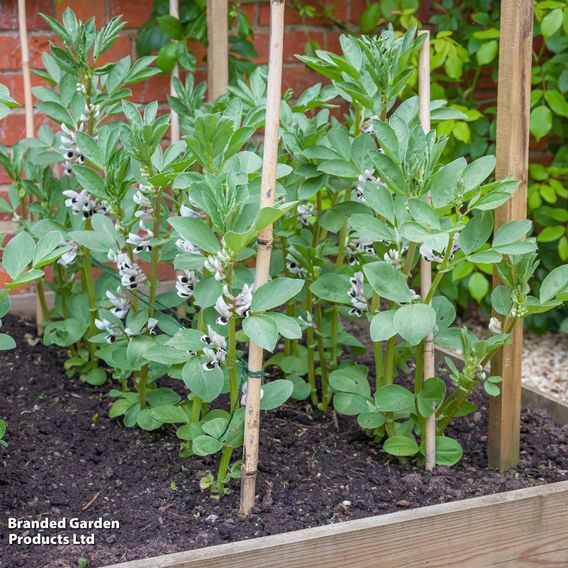 Broad Bean 'The Sutton' - Pollinators Seeds