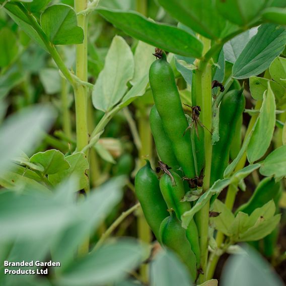 Broad Bean 'The Sutton' - Pollinators Seeds