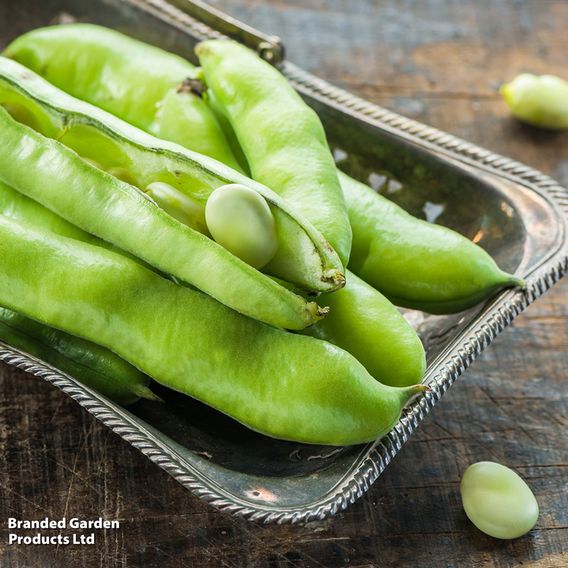 Broad Bean 'The Sutton' - Pollinators Seeds