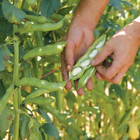 Broad Bean 'Express' - Seeds