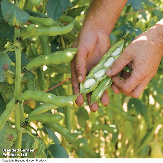 Broad Bean 'Express' - Seeds