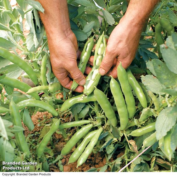 Broad Bean 'The Sutton'