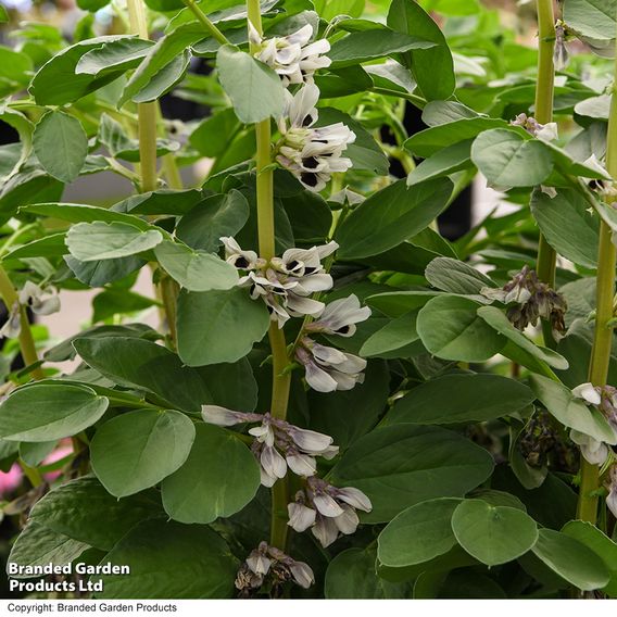 Broad Bean 'De Monica' - Seeds