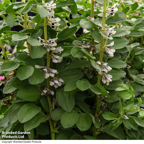 Broad Bean 'De Monica' - Seeds