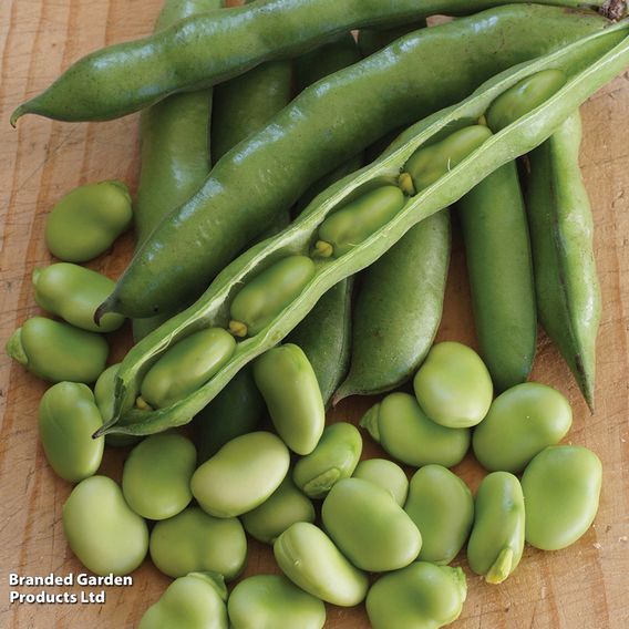 Broad Bean 'Robin Hood' - Seeds