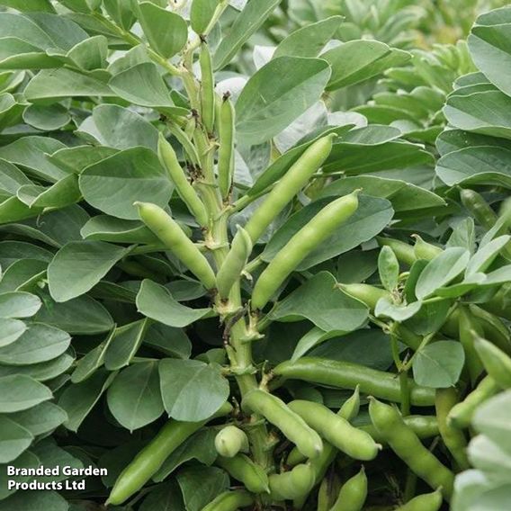 Broad Bean 'Robin Hood' - Seeds