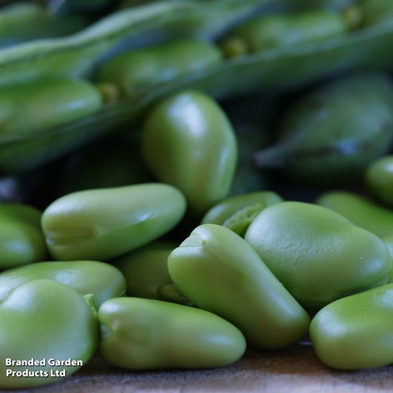 Broad Bean 'Robin Hood' - Seeds