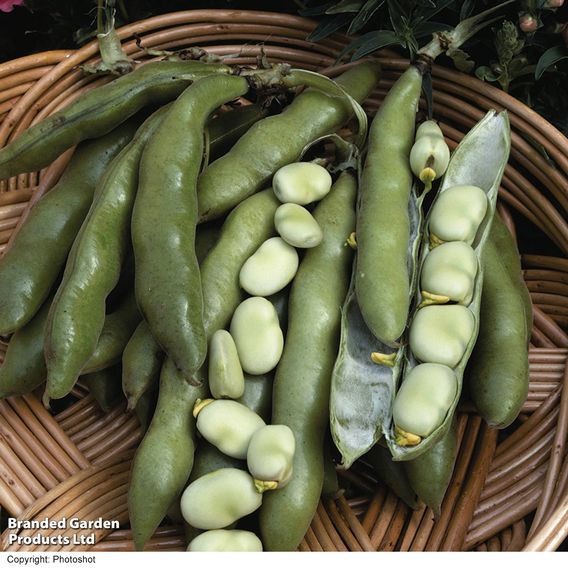 Broad Bean 'The Sutton'