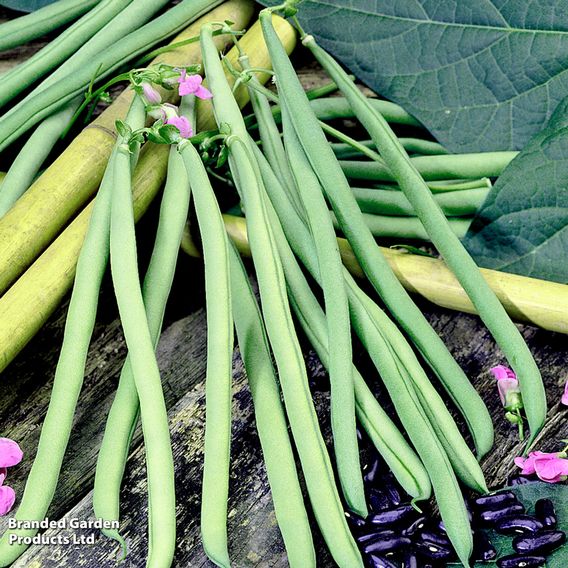 Climbing French Bean 'Cobra' - Seeds