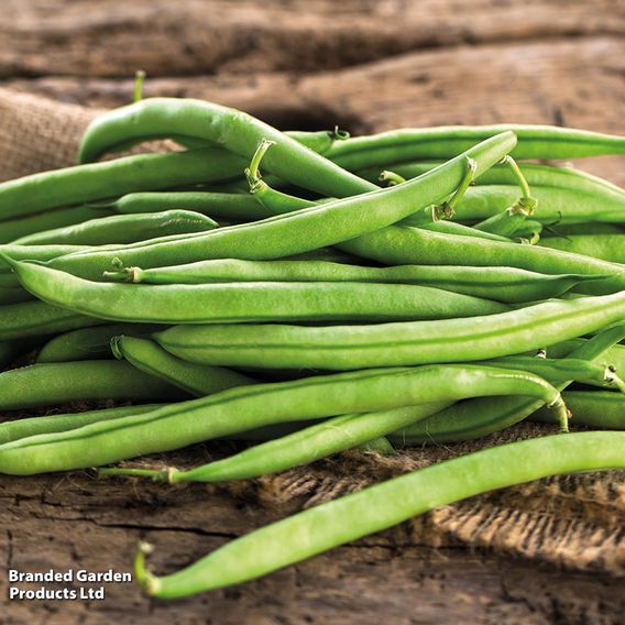 Climbing Bean 'Cobra'