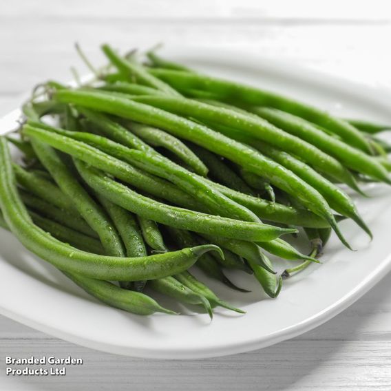 Climbing Bean 'Cobra'