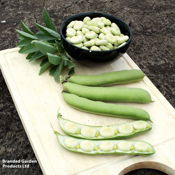 Broad Bean 'De Monica' - Seeds