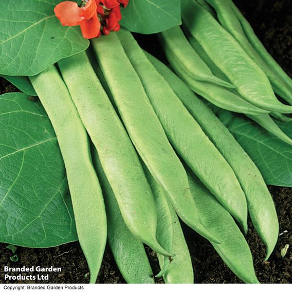 Runner Bean 'Polestar' - Seeds