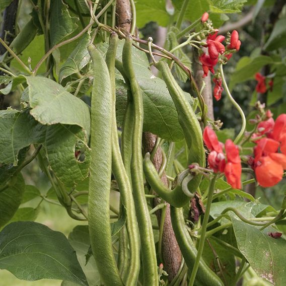 Runner Bean 'Prizewinner' - Seeds