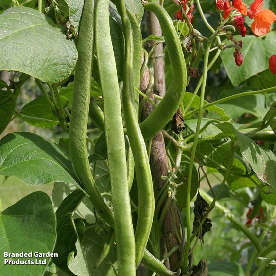 Runner Bean 'Best Of All' - Seeds