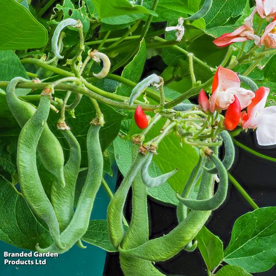 Runner Bean 'Hestia (Dwarf Stringless)' - Seeds