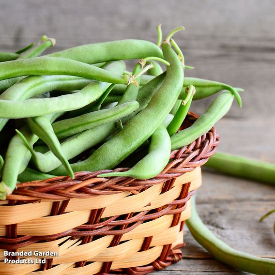 Runner Bean 'Hestia (Dwarf Stringless)' - Seeds