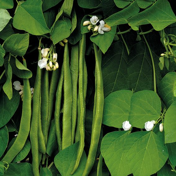 Runner Bean 'Moonlight' - Seeds