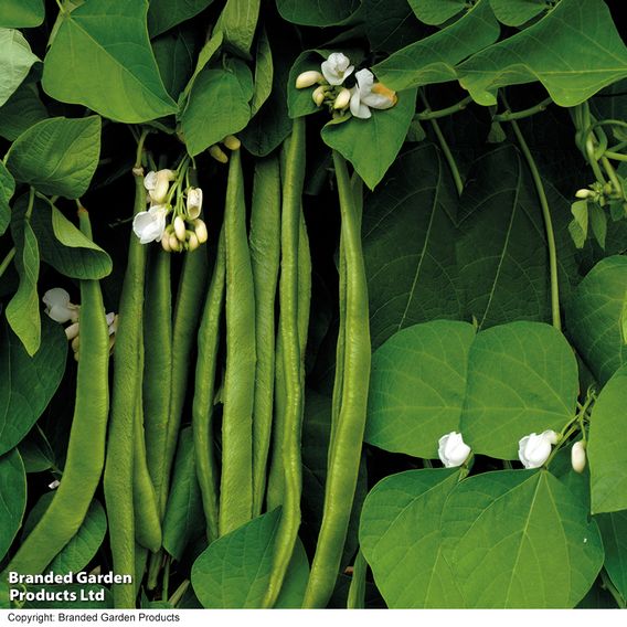 Runner Bean 'Moonlight' - Seeds