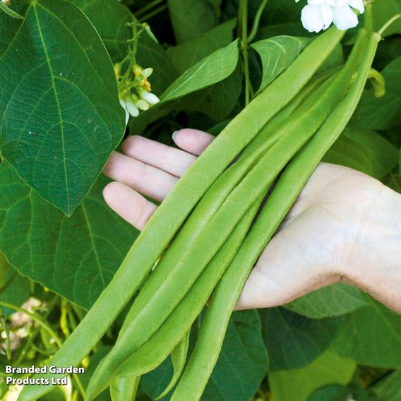 Runner Bean 'Moonlight' - Seeds