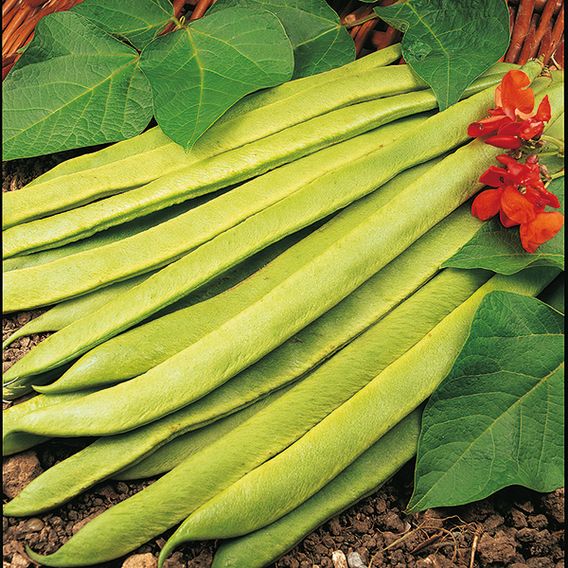 Runner Bean 'Grow A Whopper! (Scarlet Emperor)' - Seeds