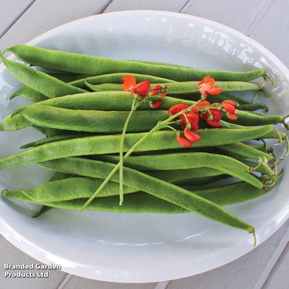 Bean Runner 'Scarlet Emperor' (Organic) - Seeds