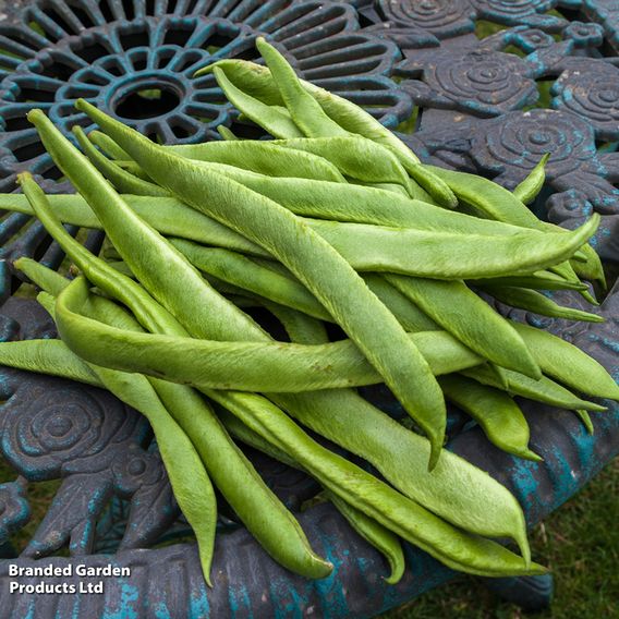 Runner Bean 'Grow A Whopper! (Scarlet Emperor)' - Seeds