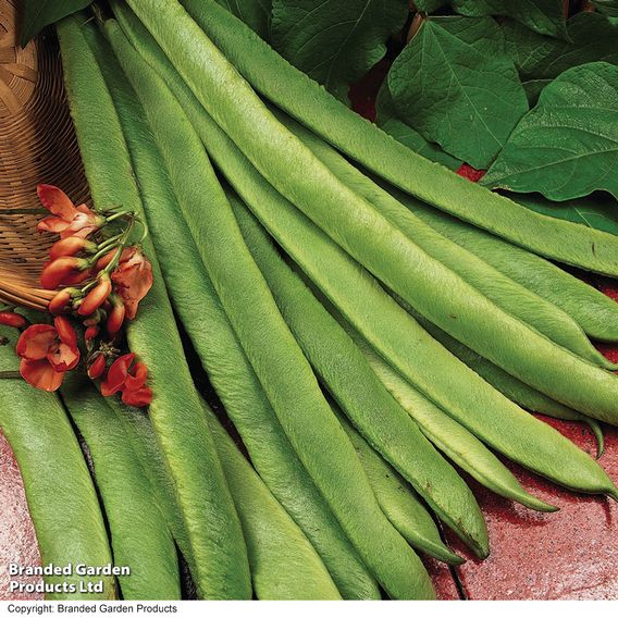 Runner Bean 'Grow A Whopper! (Scarlet Emperor)' - Seeds