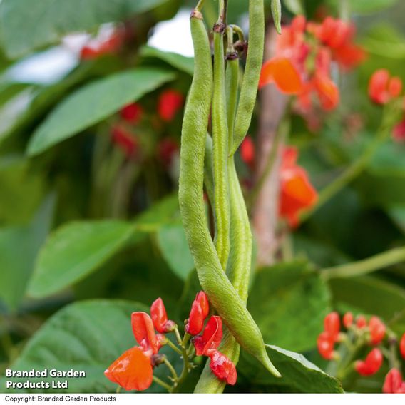 Bean Runner 'Scarlet Emperor' (Organic) - Seeds