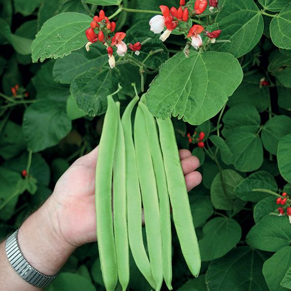 Runner Bean 'St George' - Seeds