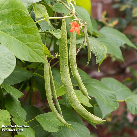 Runner Bean 'Grow A Whopper! (Scarlet Emperor)' - Seeds