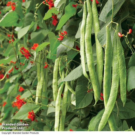 Bean Runner 'Scarlet Emperor' (Organic) - Seeds