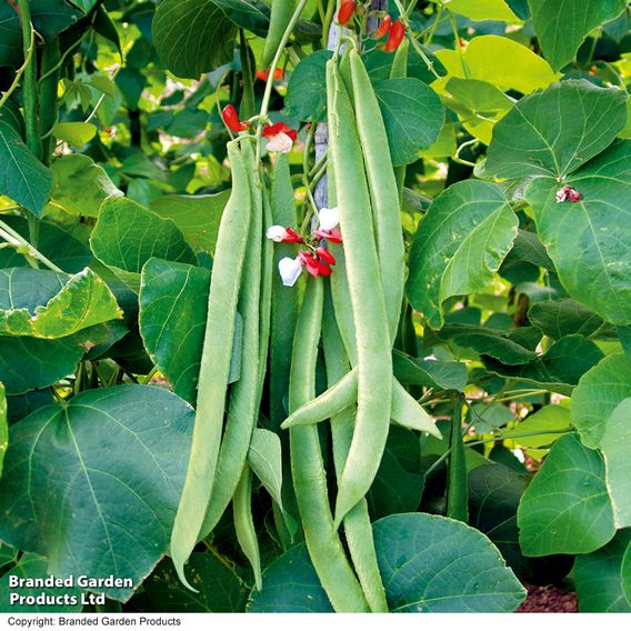 Runner Bean 'St George' - Seeds