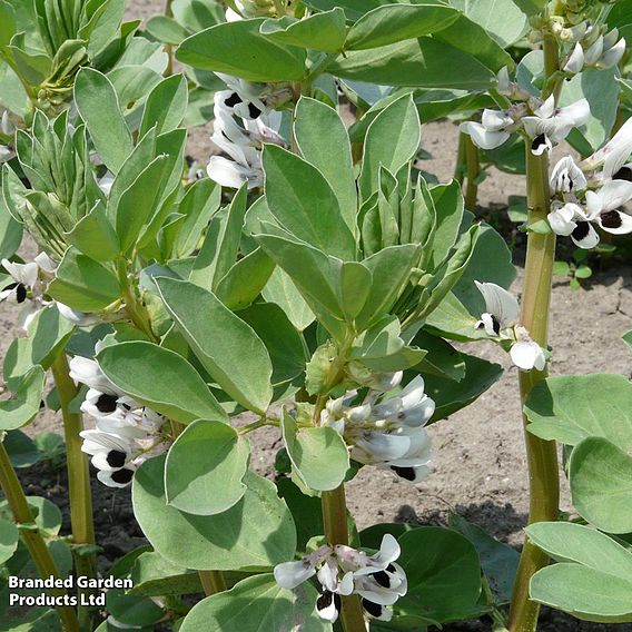 Broad Bean 'Suprifin' - Seeds