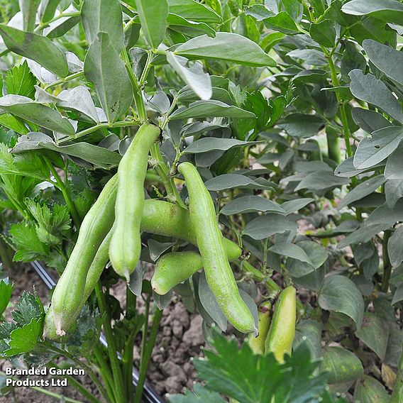 Broad Bean Vicia faba 'Vroma' - Seeds