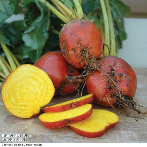 Beetroot F1 'Boldor' - Seeds