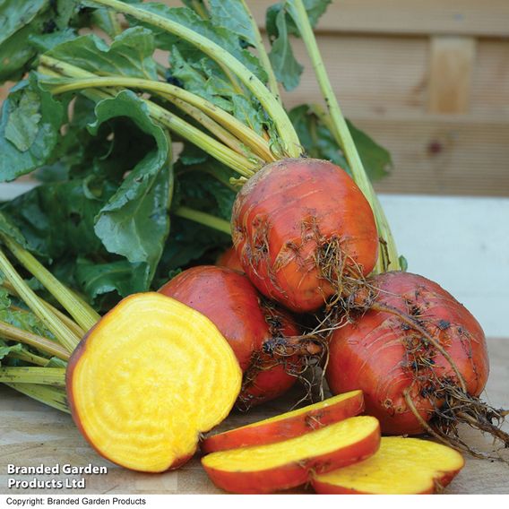 Beetroot F1 'Boldor' - Seeds