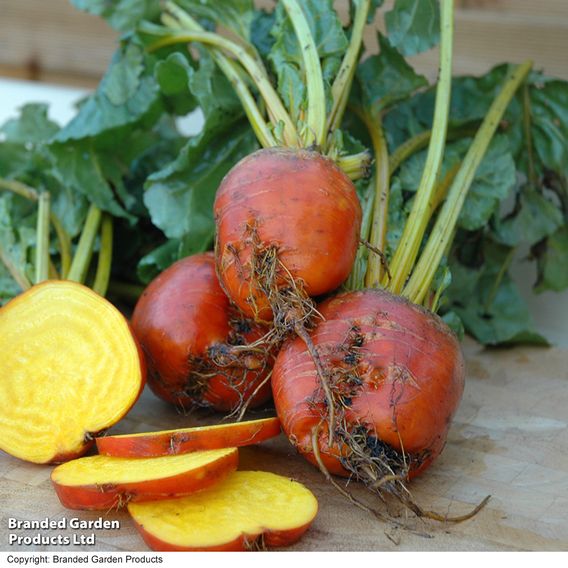 Beetroot F1 'Boldor' - Seeds