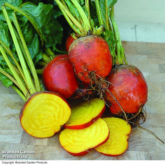 Beetroot F1 'Boldor' - Seeds