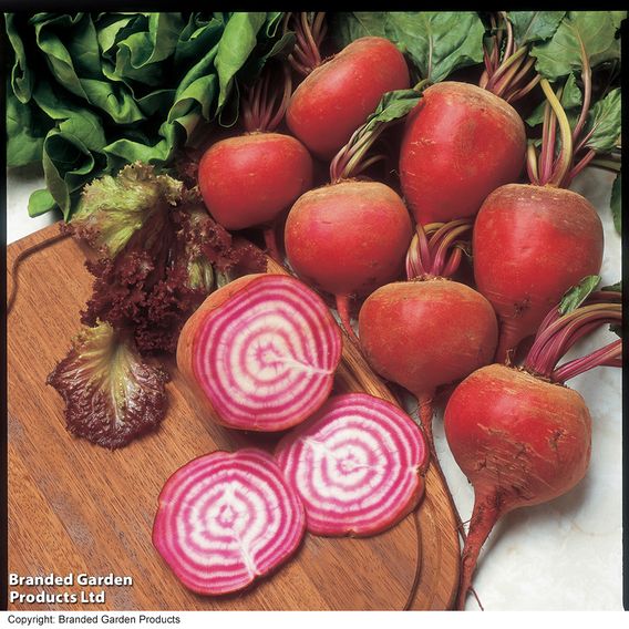 Beetroot 'Chioggia' - Seeds