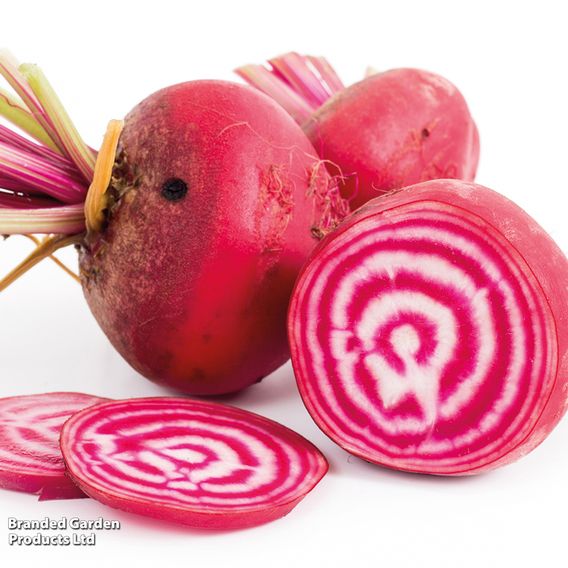 Beetroot 'Barabietola Di Chioggia' (Organic) - Seeds