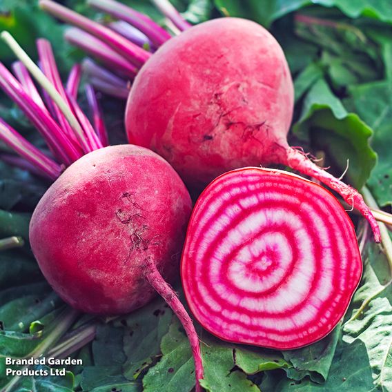 Beetroot 'Barabietola Di Chioggia' (Organic) - Seeds