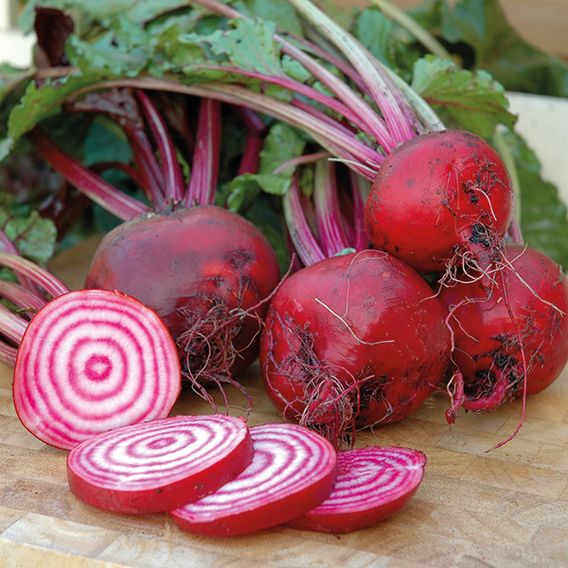 Beetroot 'Chioggia' - Seeds