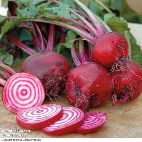 Beetroot 'Barabietola di Chioggia' - Organic Seeds