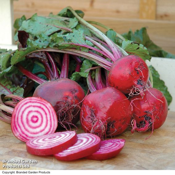 Beetroot 'Chioggia' - Seeds